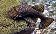 Bristle Nose Plecostomus 